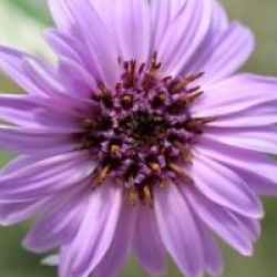 Olearia 'Henry Travers'