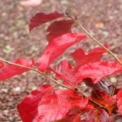 Parrotia persica 'Burgundy'