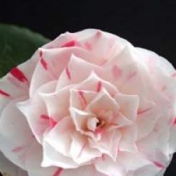 Camellia japonica 'Lavinia Maggi' - Cam�lia du Japon Lavinia Maggi
