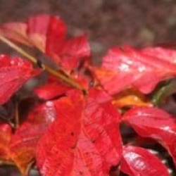 Parrotia persica 'Burgundy'