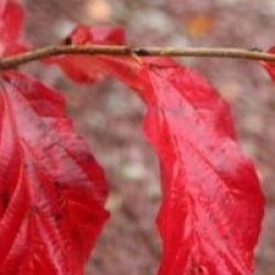 Parrotia persica 'Burgundy'