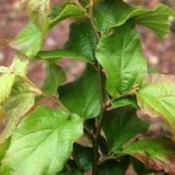 Parrotia persica 'Felicie'