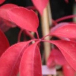 Parthenocissus henryana