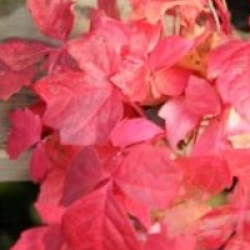 Parthenocissus tricuspidata 'Veitchii'