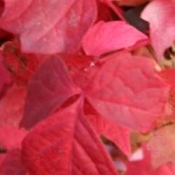Parthenocissus tricuspidata 'Veitchii'