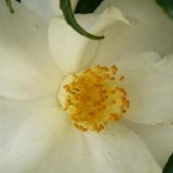 Camellia japonica 'Lily Pons' - Cam�lia du Japon Lily Pons