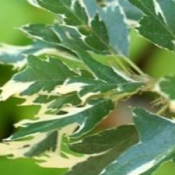 Quercus cerris 'Argenteovariegata'