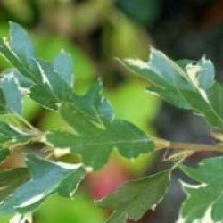 Quercus cerris 'Argenteovariegata'