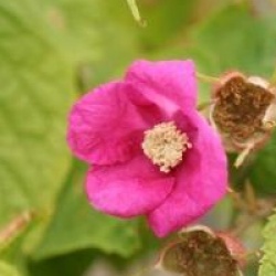 Rubus odoratus 