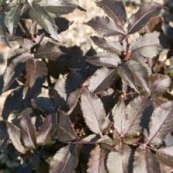 Sambucus nigra f. porphyrophylla 'Black Tower' �