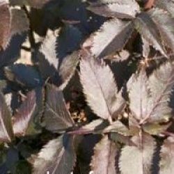 Sambucus nigra f. porphyrophylla 'Black Tower' �