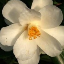 Camellia japonica 'Lily Pons'