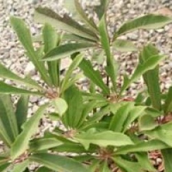 Schefflera impressa - Schefflera rhododendrifolia