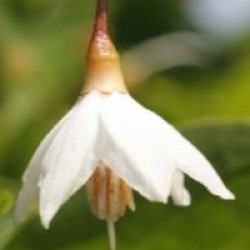 Styrax japonicus 'Fargesii'