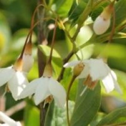 Styrax japonicus 'Fargesii'