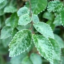 Ulmus parvifolia 'Geisha' - Orme de Chine panach�