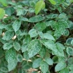 Ulmus parvifolia 'Geisha'