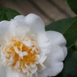 Camellia japonica 'Madame Henri Cormerais'