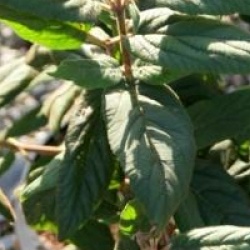 Viburnum buddlejifolium