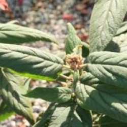 Viburnum buddlejifolium