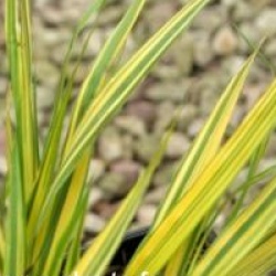Hakonechloa macra 'Aureola'
