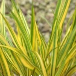 Hakonechloa macra 'Aureola' - Hakonechloa Aureola