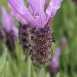 Lavandula stoechas - Lavande papillon