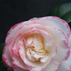 Camellia japonica 'Margaret Davis' - Cam�lia du Japon Margaret Davis