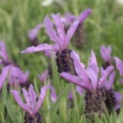 Lavandula stoechas