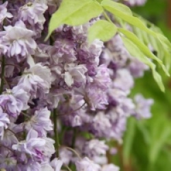 Wisteria floribunda 'Violacea Plena' - Glycine du Japon violette