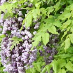 Wisteria floribunda 'Violacea Plena'