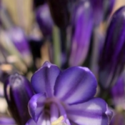 Agapanthus 'Black Pantha' �