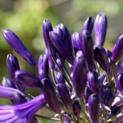 Agapanthus 'Black Pantha' �