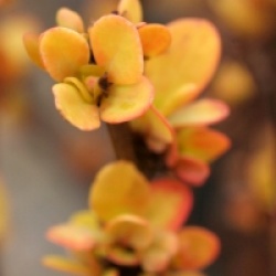 Berberis thumbergii Maria � Sunjoy Gold Pillar