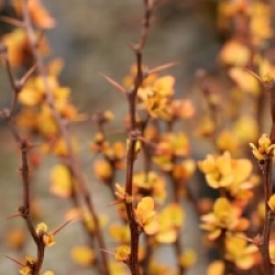 Berberis thumbergii Maria � Sunjoy Gold Pillar