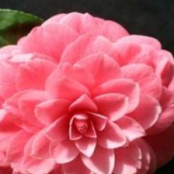 Camellia japonica 'Mrs Tingley' - Cam�lia imbriqu� Mrs Tingley