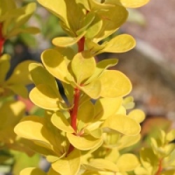 Berberis thumbergii Maria � Sunjoy Gold Pillar