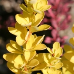 Berberis thumbergii Maria � Sunjoy Gold Pillar - Berberis fastigi� Maria