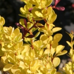Berberis thumbergii Maria � Sunjoy Gold Pillar