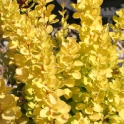 Berberis thumbergii Maria � Sunjoy Gold Pillar