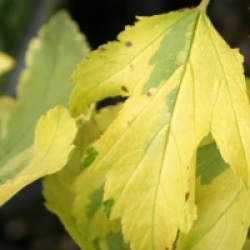 Physocarpus opulifolius 'Golden Anny' �