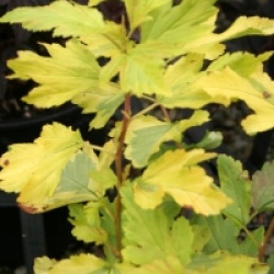 Physocarpus opulifolius 'Golden Anny' �