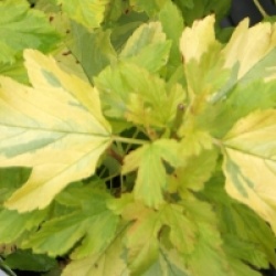 Physocarpus opulifolius 'Golden Anny' �