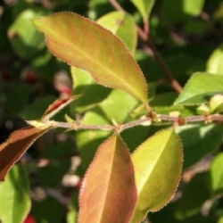 Pseudocydonia sinensis  - Cognassier de Chine