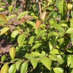 Pseudocydonia sinensis 