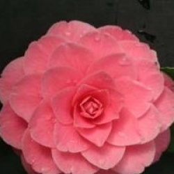 Camellia japonica 'Mrs Tingley'