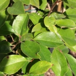 Pseudocydonia sinensis 