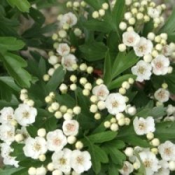 Crataegus monogyna 'Compacta'  - Aub�pine boule