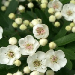 Crataegus monogyna 'Compacta' 