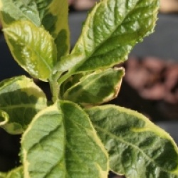 Halesia monticola 'Variegata' - Halesia � feuilles panach�es